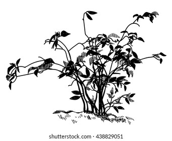 Bush. Sapling . Vector freehand drawing . Engraving.