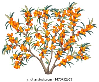 Bush of sea buckthorn. Isolated vector illustration on white background.