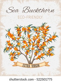 Bush sea buckthorn poster. Vintage paper flyer for presentation. Vector illustration.