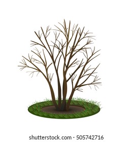 bush with shadow without leaves on white background