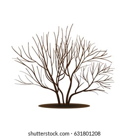 bush with shadow without leaves on white background