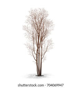 bush with shadow without leaves on white background