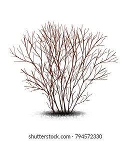bush with shadow without leaves on white background