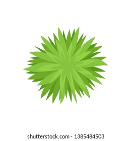 Bush with sharp leaves. View from above. Vector illustration on white background.