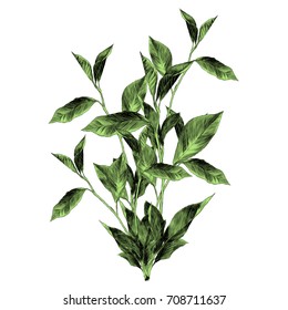 the Bush sketch vector graphics color picture