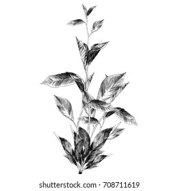 el dibujo vectorial Bush en blanco y negro monocromo
