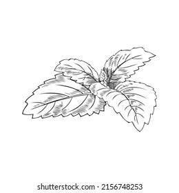 Bush, Schrei der Melissa, botanische Vektorgrafik, handgezeichnet, auf weißem Hintergrund. Botanische Skizze, Melissastrauch, einfarbige Skizze. Umrisszeichnung, ein Gezwitscher der Melissa