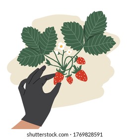 Bush con fresas. Hombres recogiendo bayas a mano. Ilustración del vector de cosecha