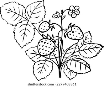 A bush of strawberries on branches, berries, flowers and leaves. Vector hand drawn illustration. Sketch for the design of packaging, labels, decor, paper materials and more.