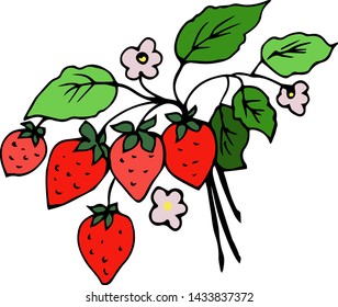 Bush with strawberries. Vector illustration.