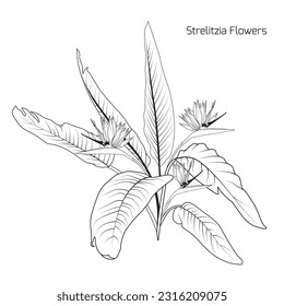 Bush of Strelitzia Reginae or bird of paradise flowers. Black and white line art set.