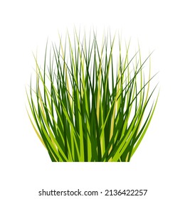 Bush tall fluffy isolated on white. Green bunch of grass. Spring and summer design element.