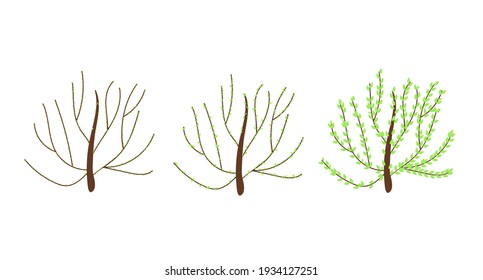Bush in three stages of blossom with buds and young leaves on branches in simple flat style, vector illustration for Welcome spring concept, greeting cards, banners, invitations