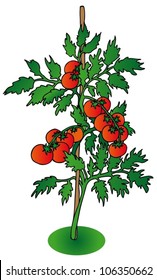 Bush Tomato On White Background Vector Stock Vector (Royalty Free ...