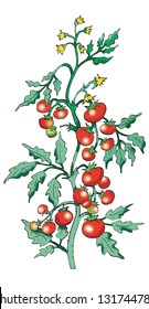 Bush tomato on white background