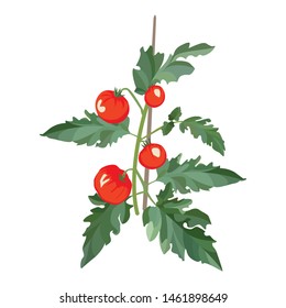 Bush tomato. Plants for the farm and garden. Vector illustration.