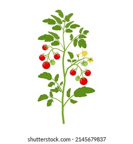 Bush tomatoes with fruits and flowers. Vector illustration of growing vegetable on white background. Harvest on branch in cartoon style.