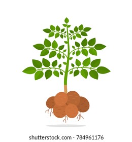 bush tuber and green potatoes. concept of harvest and ripe vegetables. flat vector illustration isolated on white background