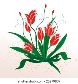Bush tulip
