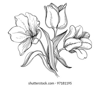 Buschtulpen