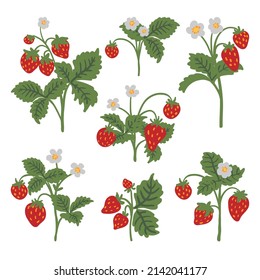 Bush of wild strawberries vector isolated illustration set. Red berries, flowers and green leaves. Forest berries modern hand drawn clip art collection for web, print design.
