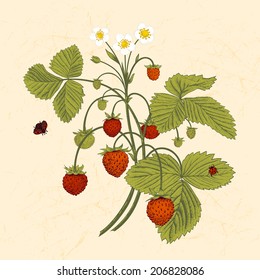 Bush of wild strawberries. Vintage vector illustration.