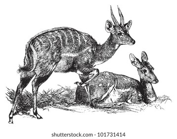Bushbuck antelope (Tragelaphus scriptus) / vintage illustration from Brockhaus Konversations-Lexikon 1908
