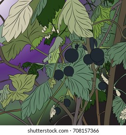 Bushes with black currant berries .Vector illustration, bright, hand-drawn