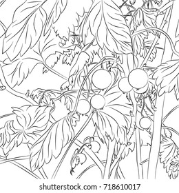 Bushes with black currant berries. Vector illustration, anime, black outline, on white background, hand-drawn