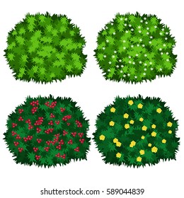 Bushs mit Blumengestell. Grüne Büsche auf Blüte einzeln auf weißem Hintergrund. Verwenden Sie als Landschaftselement für die Erstellung von Szenen. Vektorgrafik