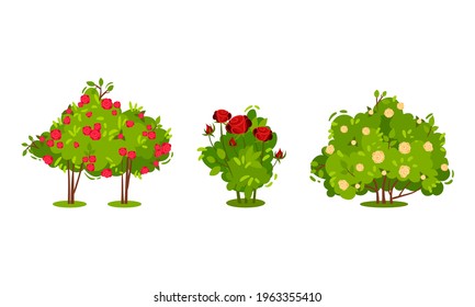 Bushes with Rose Flowers and Branched Stem as Perennial Woody Plant Vector Set