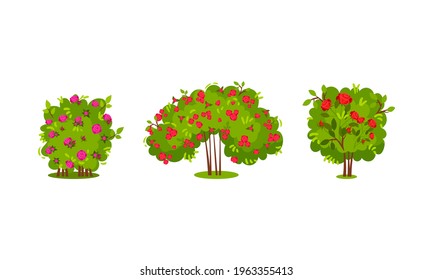 Bushes with Rose Flowers and Branched Stem as Perennial Woody Plant Vector Set