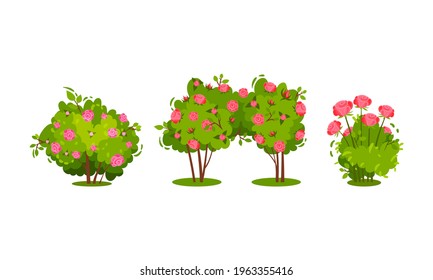 Bushes with Rose Flowers and Branched Stem as Perennial Woody Plant Vector Set