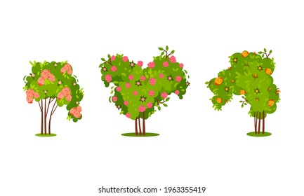 Bushes with Rose Flowers and Branched Stem as Perennial Woody Plant Vector Set