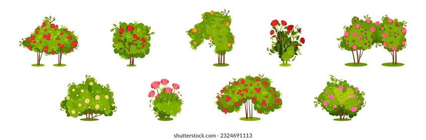 Bushes with Rose Flowers and Branched Stem as Perennial Woody Plant Vector Set