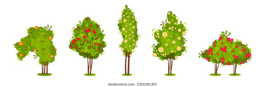 Bushes with Rose Flowers and Branched Stem as Perennial Woody Plant Vector Set