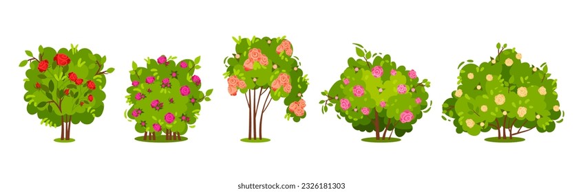 Bushes con flores de rosa y tallo ramificado como un permanente conjunto de vectores de plantas leñosas