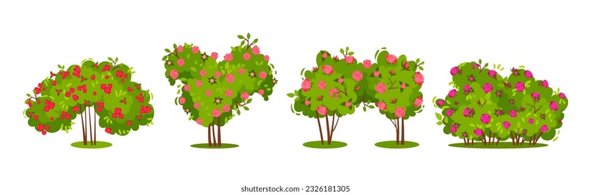Bushes with Rose Flowers and Branched Stem as Perennial Woody Plant Vector Set