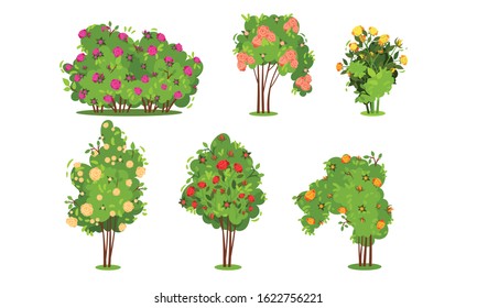 Bushes of Roses Isolated on White Background Vector Set