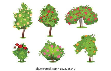 Bushes of Roses Isolated on White Background Vector Set