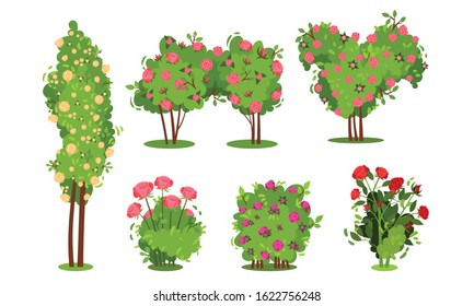 Bushes of Roses Isolated on White Background Vector Set