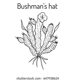 Bushmans hat (Hoodia gordonii), medicinal plant. Hand drawn botanical vector illustration