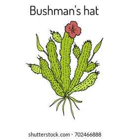 Bushmans hat (Hoodia gordonii), medicinal plant. Hand drawn botanical vector illustration