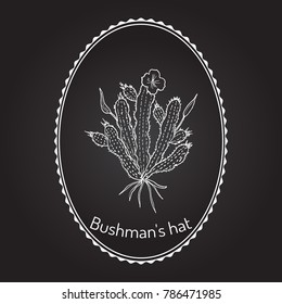 Bushmans hat (Hoodia gordonii), medicinal plant. Hand drawn botanical vector illustration