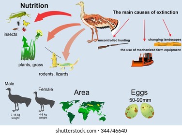 Bustard bird inhograchic illustration 