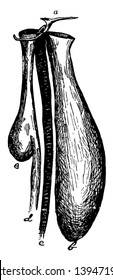 Bustard Gular Pouch which is the aesophagus vintage line drawing or engraving illustration.