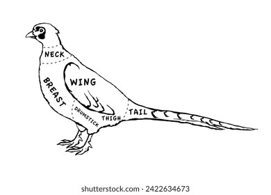 Butcher diagram guide for cutting pheasant in black and white graphic style