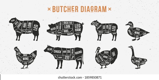 Butcher diagram, scheme set. Mutton, Lamb, Pork, Duck, Chicken, Turkey, Goose meat cuts. Cuts of meat set for butchery, meat shop, restaurant, grocery store. Vector illustration