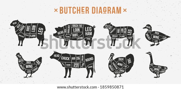 Butcher\
diagram, scheme set. Mutton, Lamb, Pork, Duck, Chicken, Turkey,\
Goose meat cuts. Cuts of meat set for butchery, meat shop,\
restaurant, grocery store. Vector\
illustration