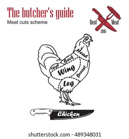 Butcher guide vector illustration. Cut scheme chicken meat. Vintage design